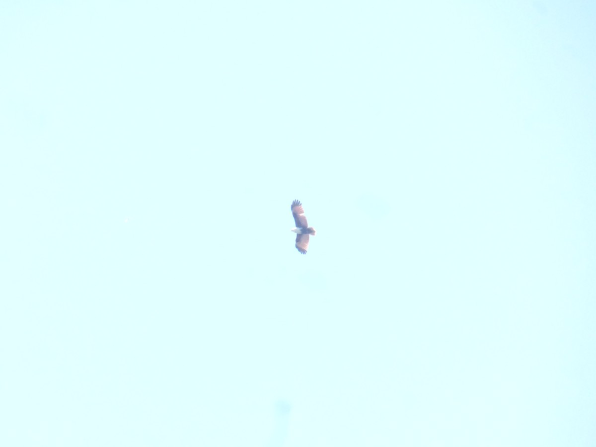Brahminy Kite - ML642851086