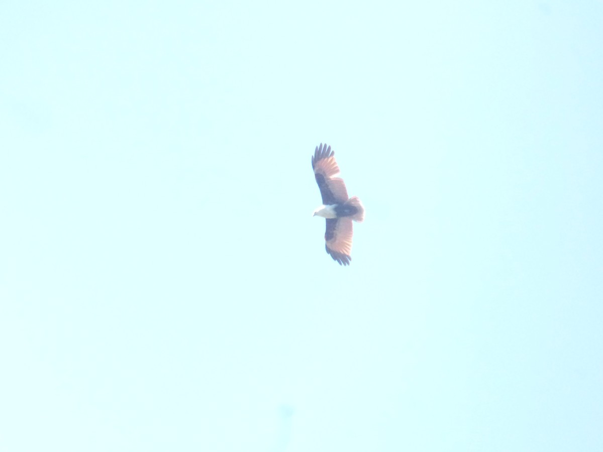 Brahminy Kite - ML642851087