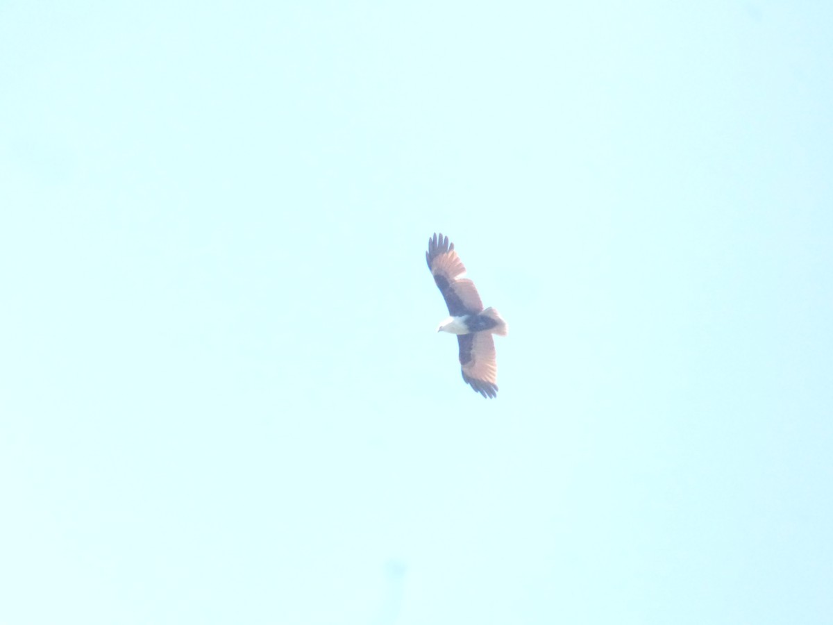 Brahminy Kite - ML642851088