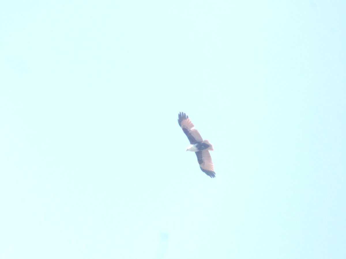 Brahminy Kite - ML642851089