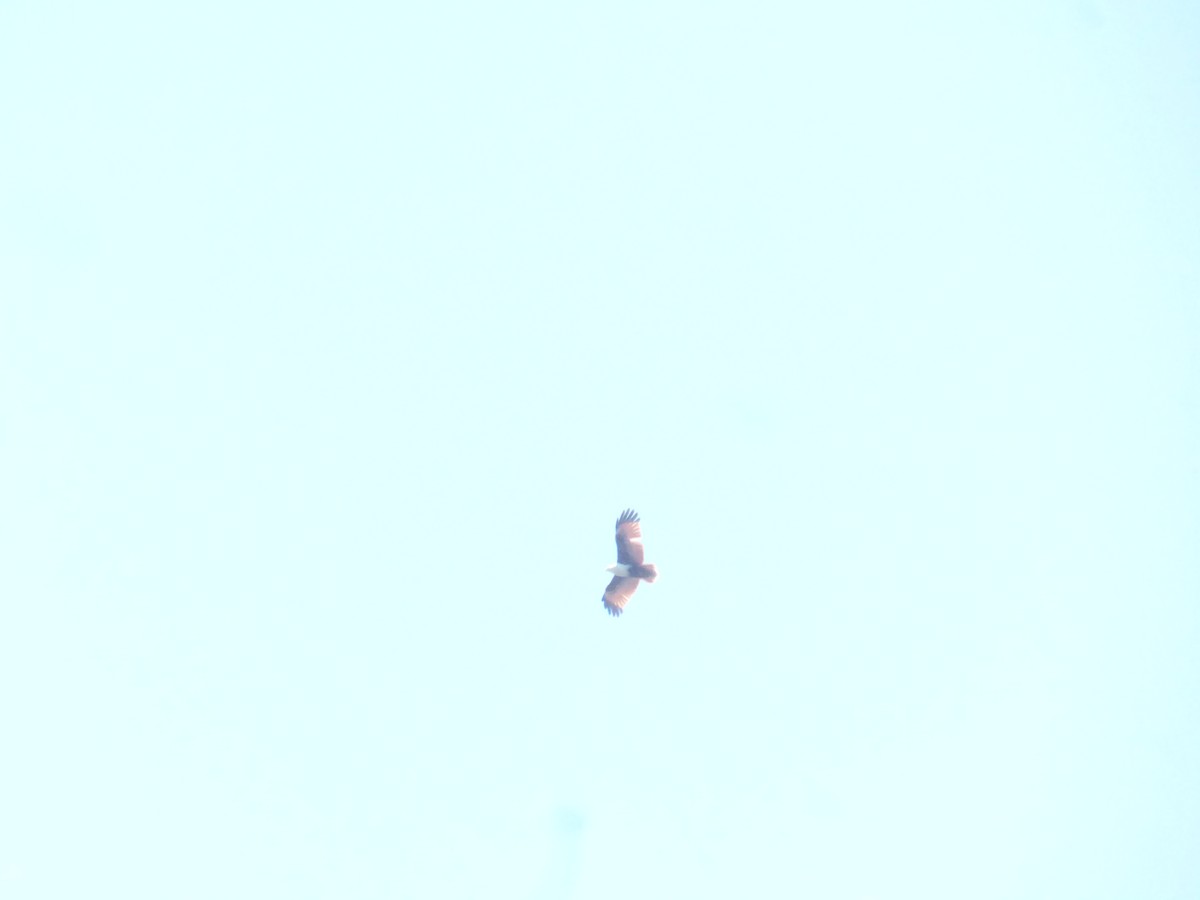 Brahminy Kite - ML642851090