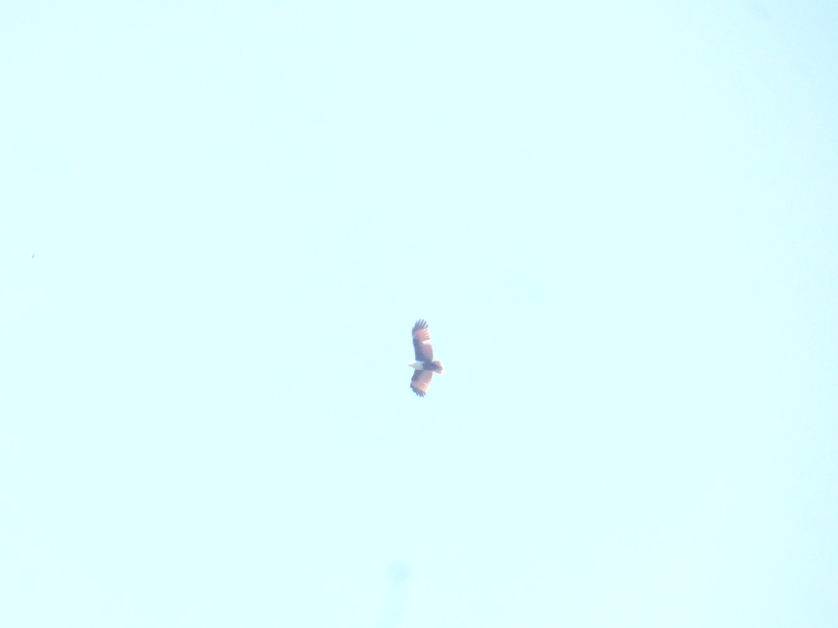 Brahminy Kite - ML642851091