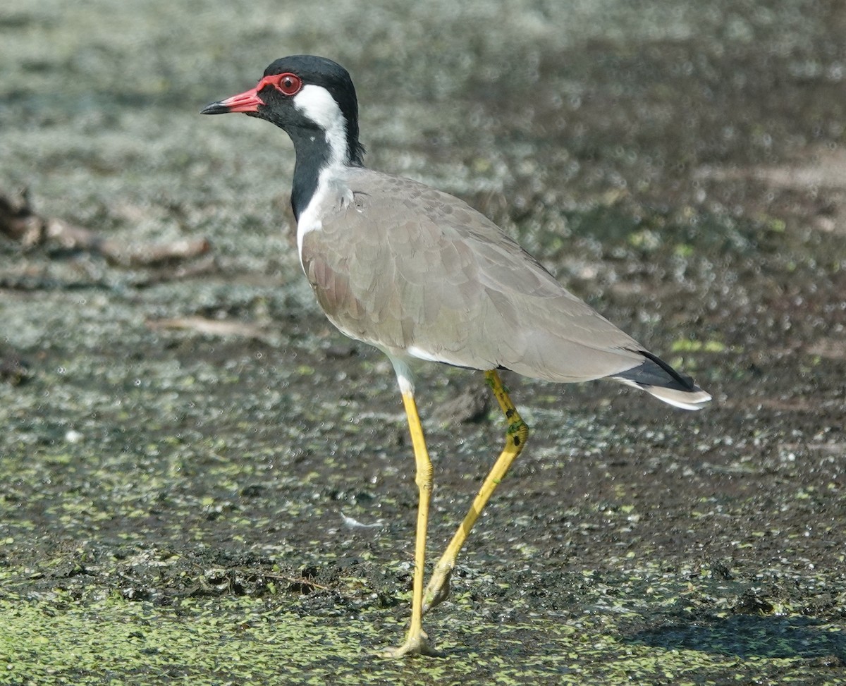 Red-wattled Lapwing - ML642851094
