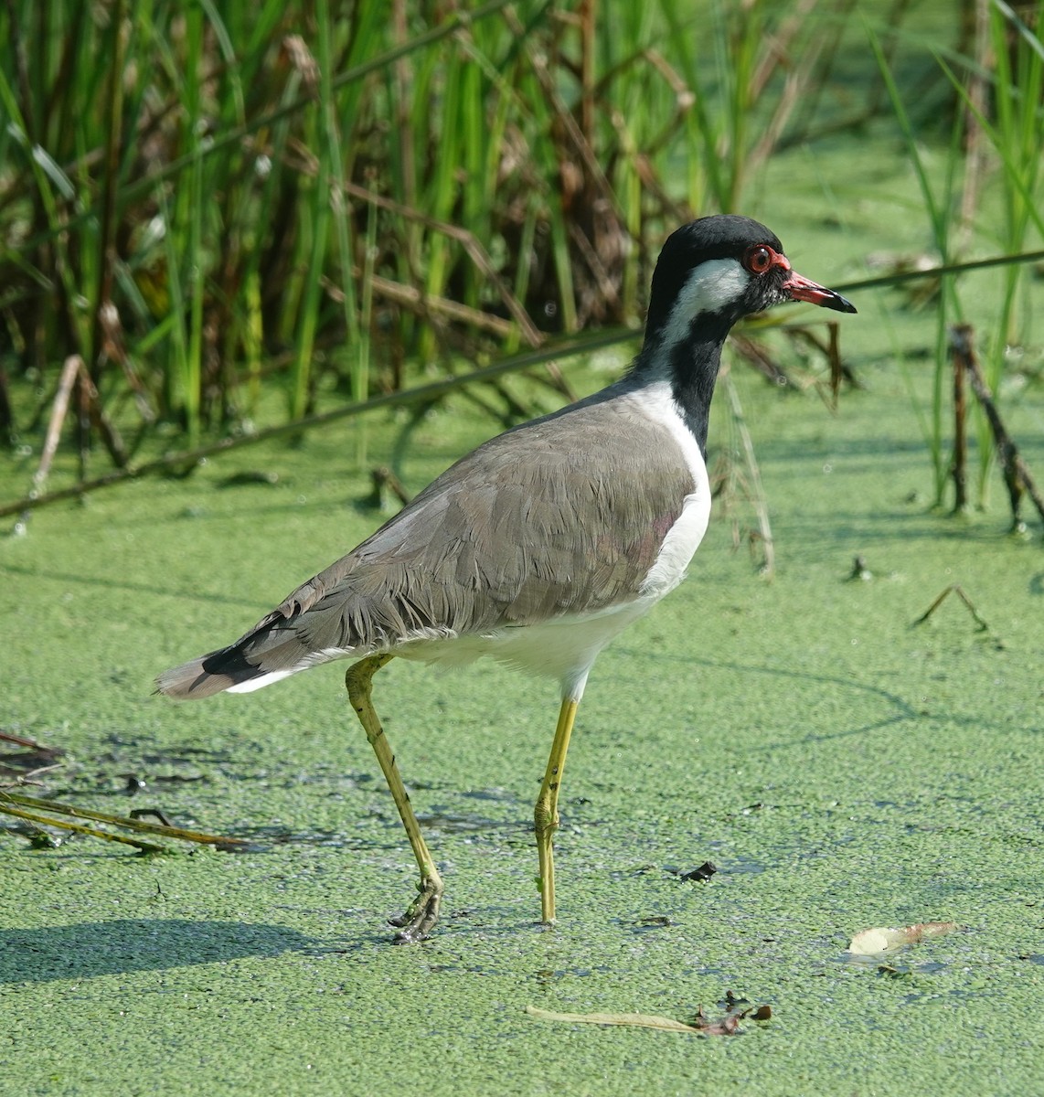 Red-wattled Lapwing - ML642851095