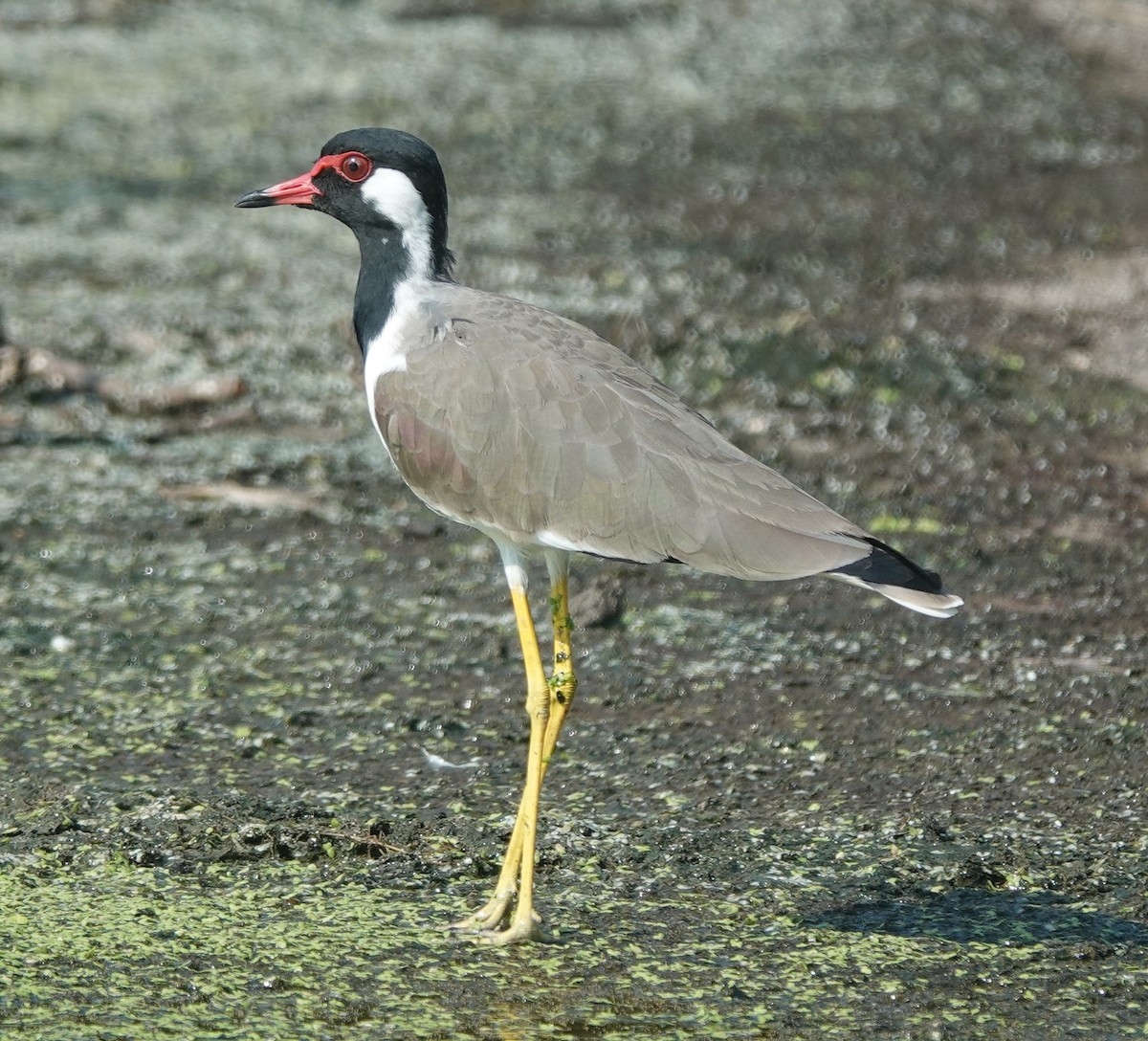 Red-wattled Lapwing - ML642851096