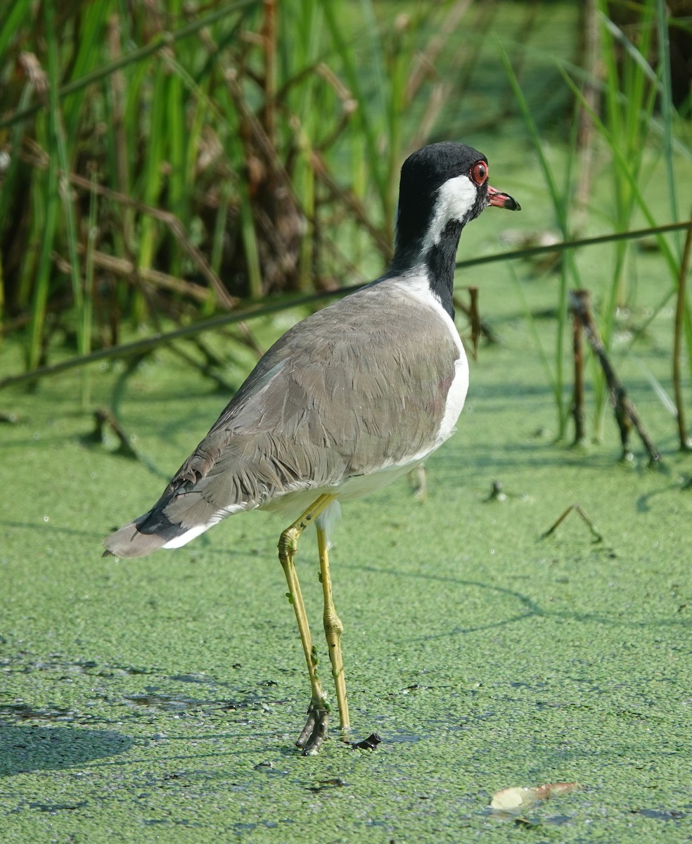 Red-wattled Lapwing - ML642851097