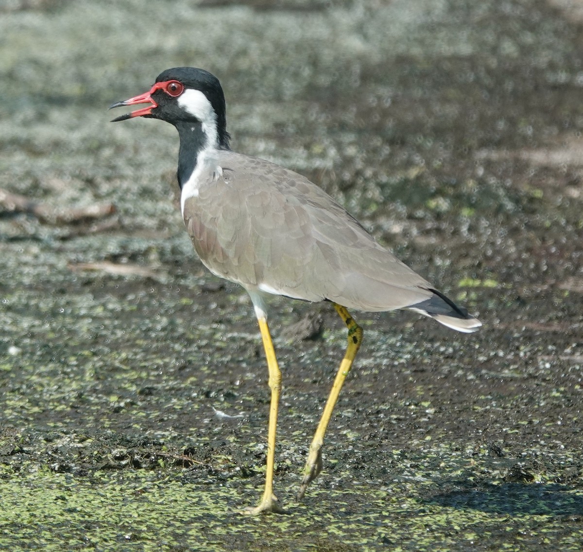 Red-wattled Lapwing - ML642851098