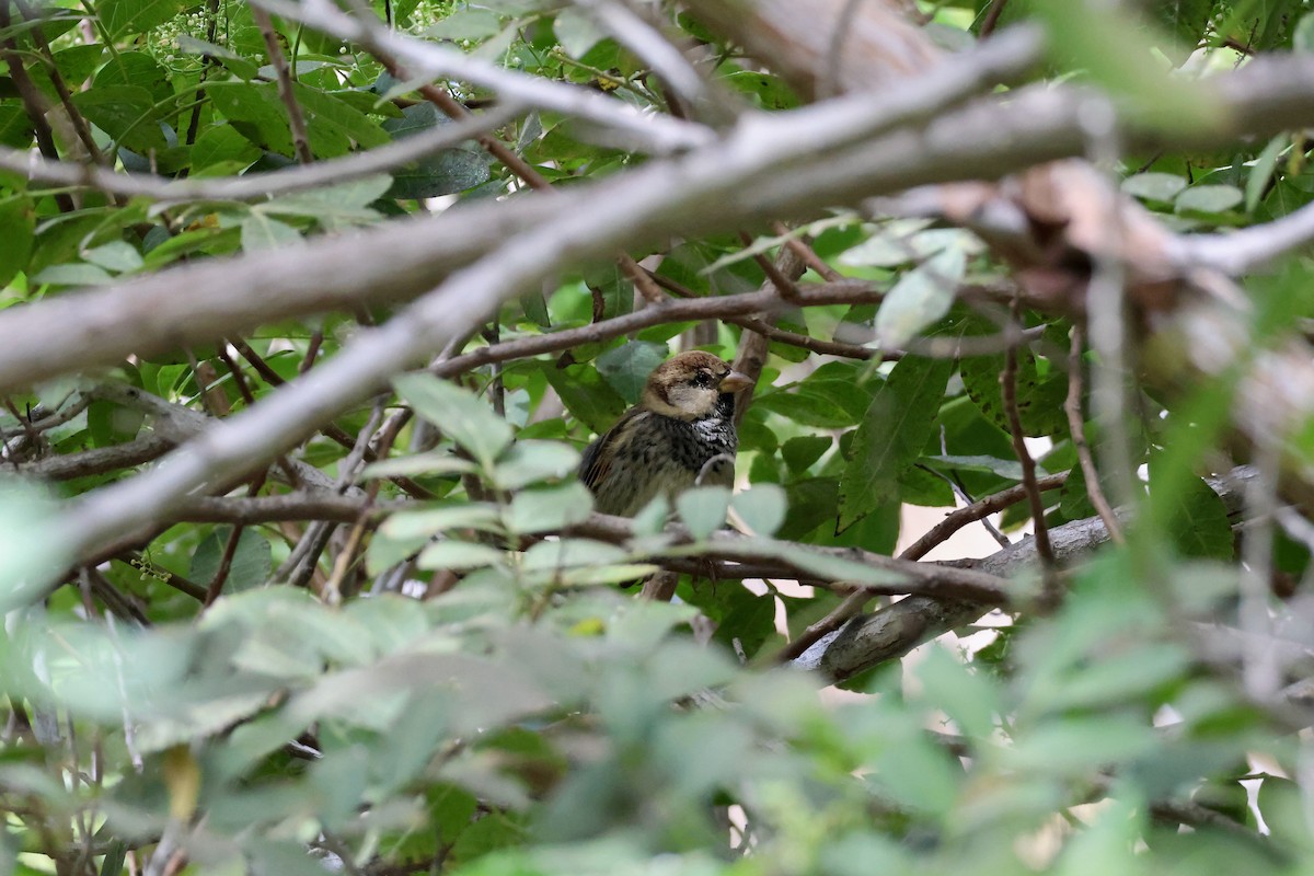 Spanish Sparrow - ML642851099