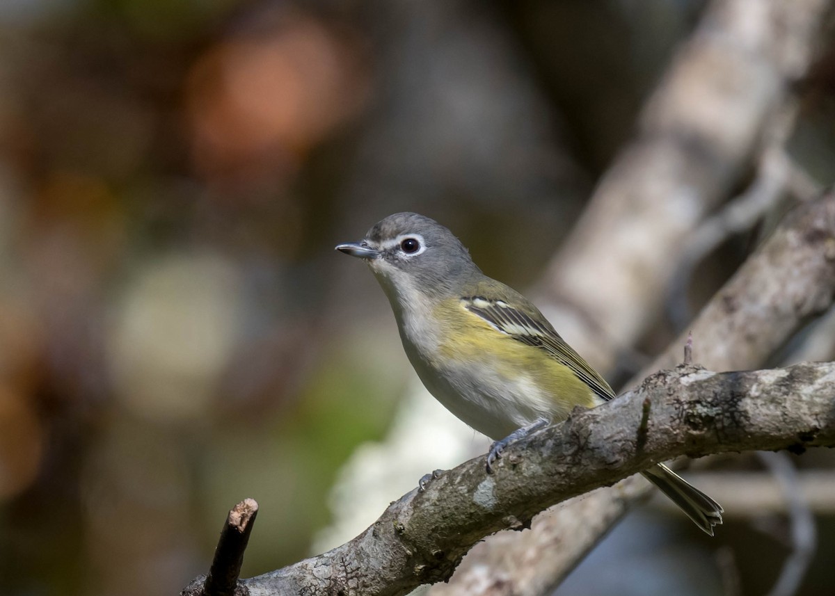 Blue-headed Vireo - ML642851101