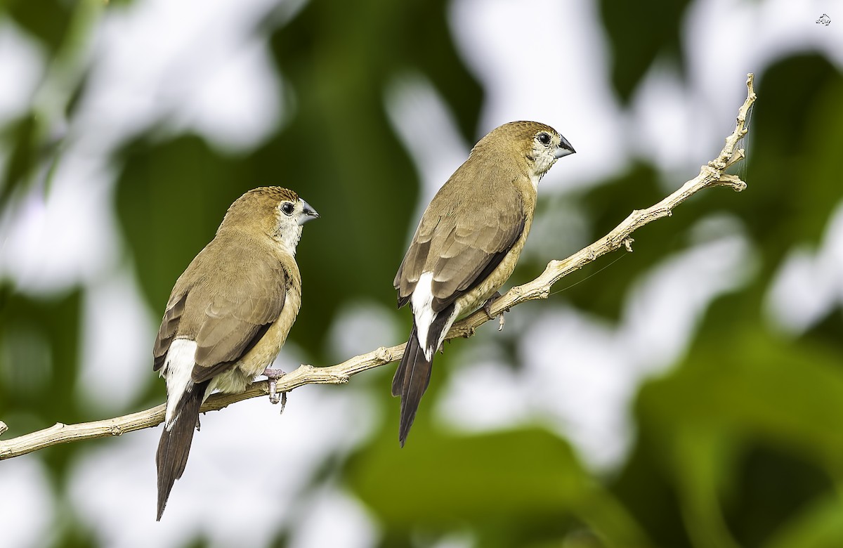 Indian Silverbill - ML642851104