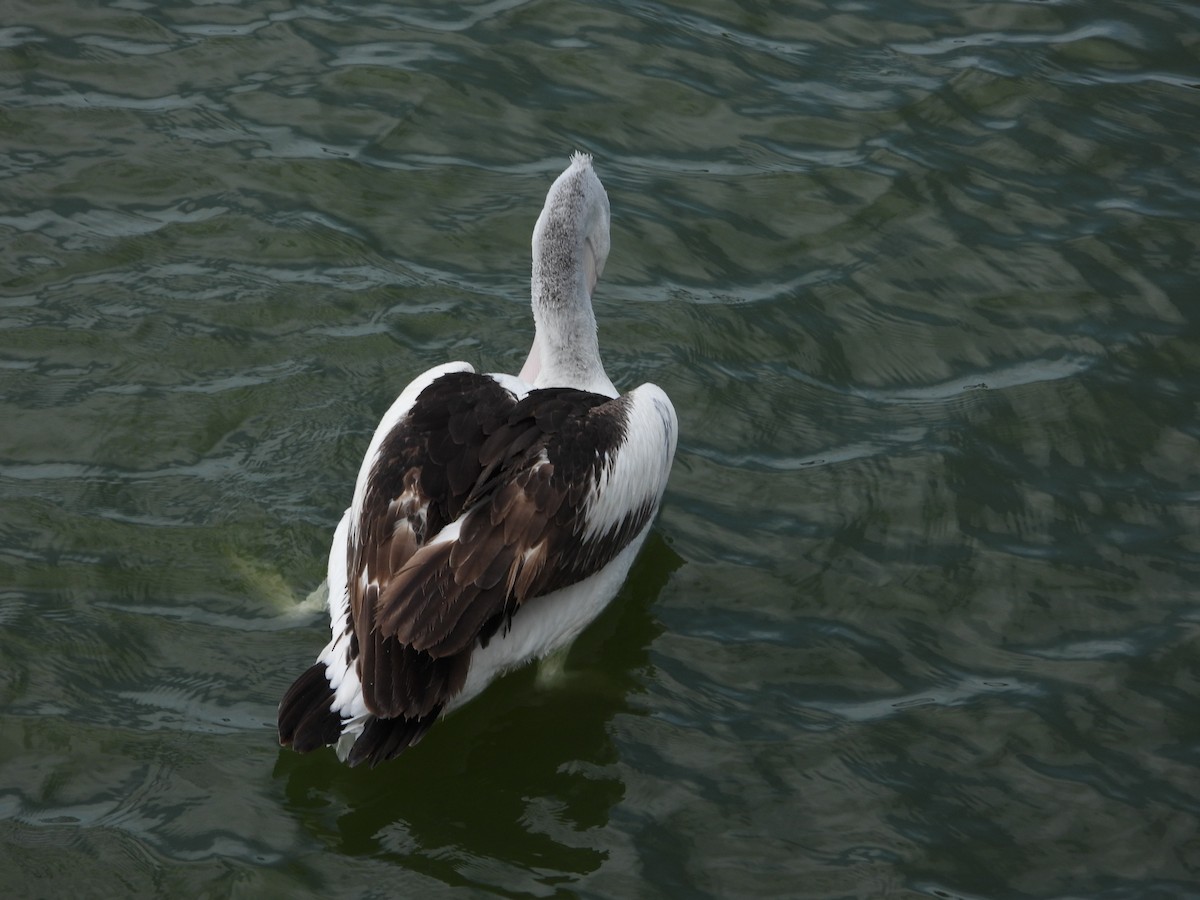 Australian Pelican - ML642851106