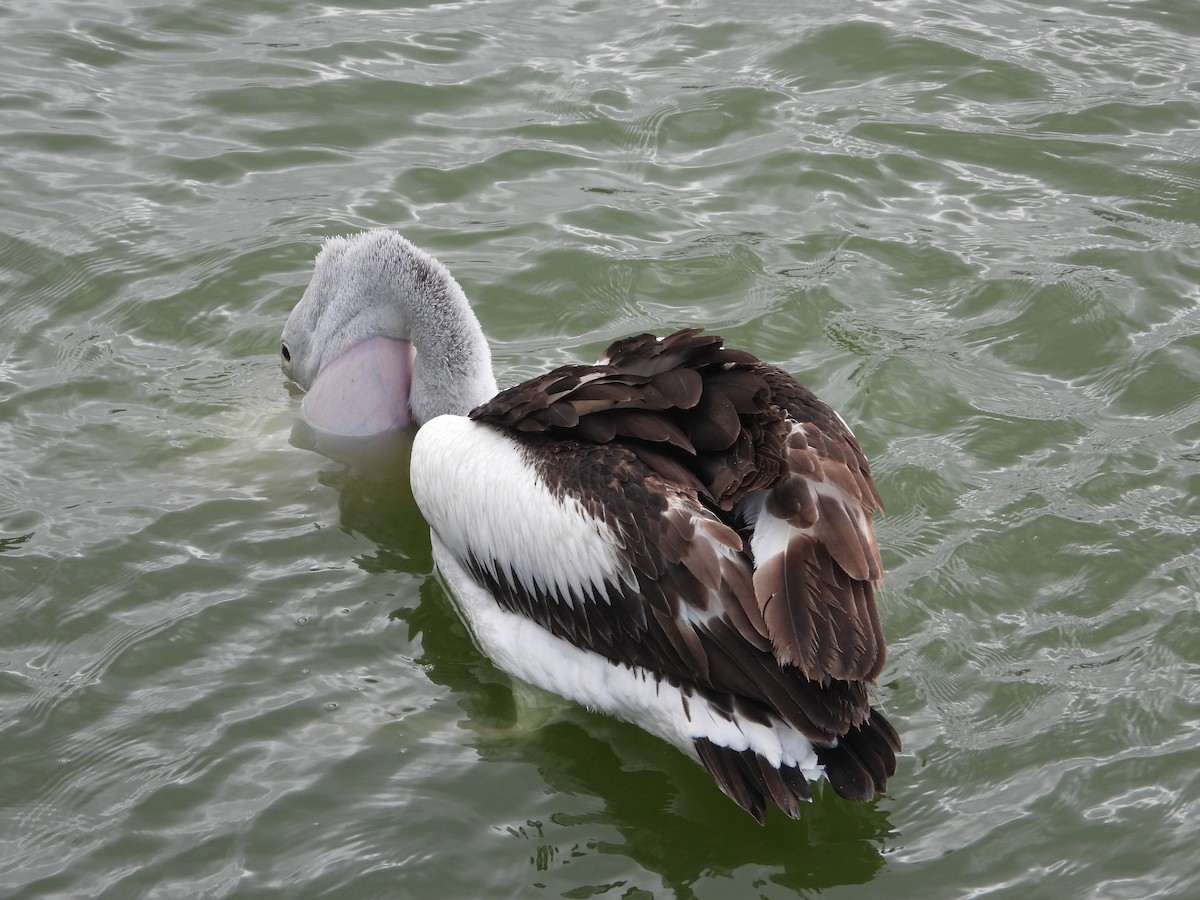 Australian Pelican - ML642851107