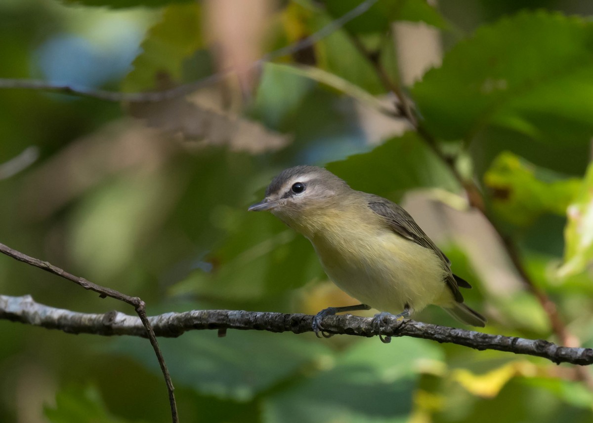 Philadelphia Vireo - ML642851108