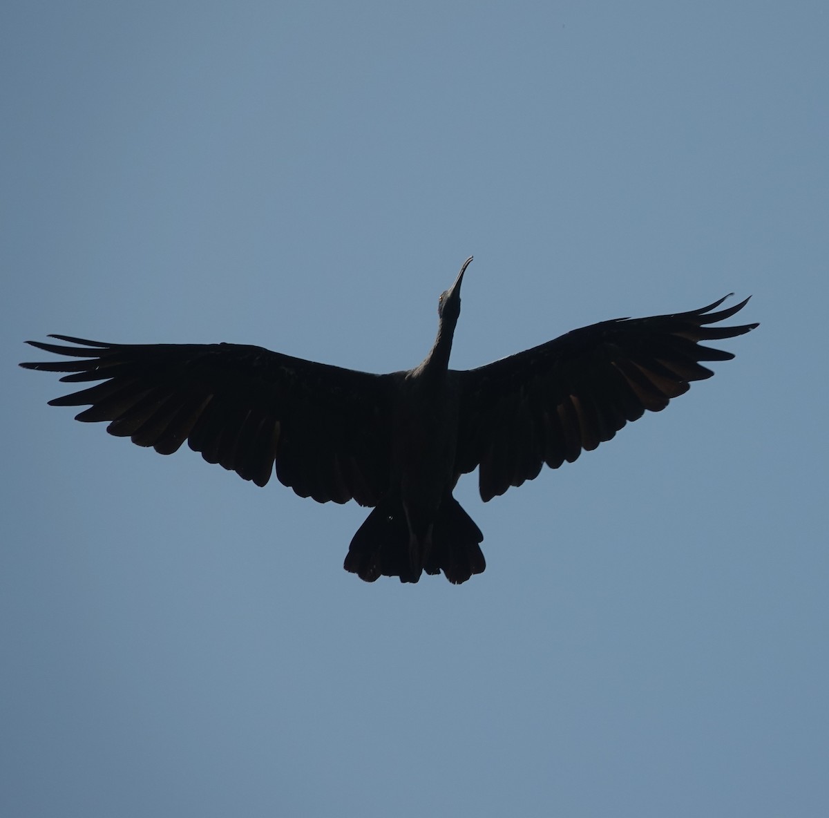 Red-naped Ibis - ML642851118