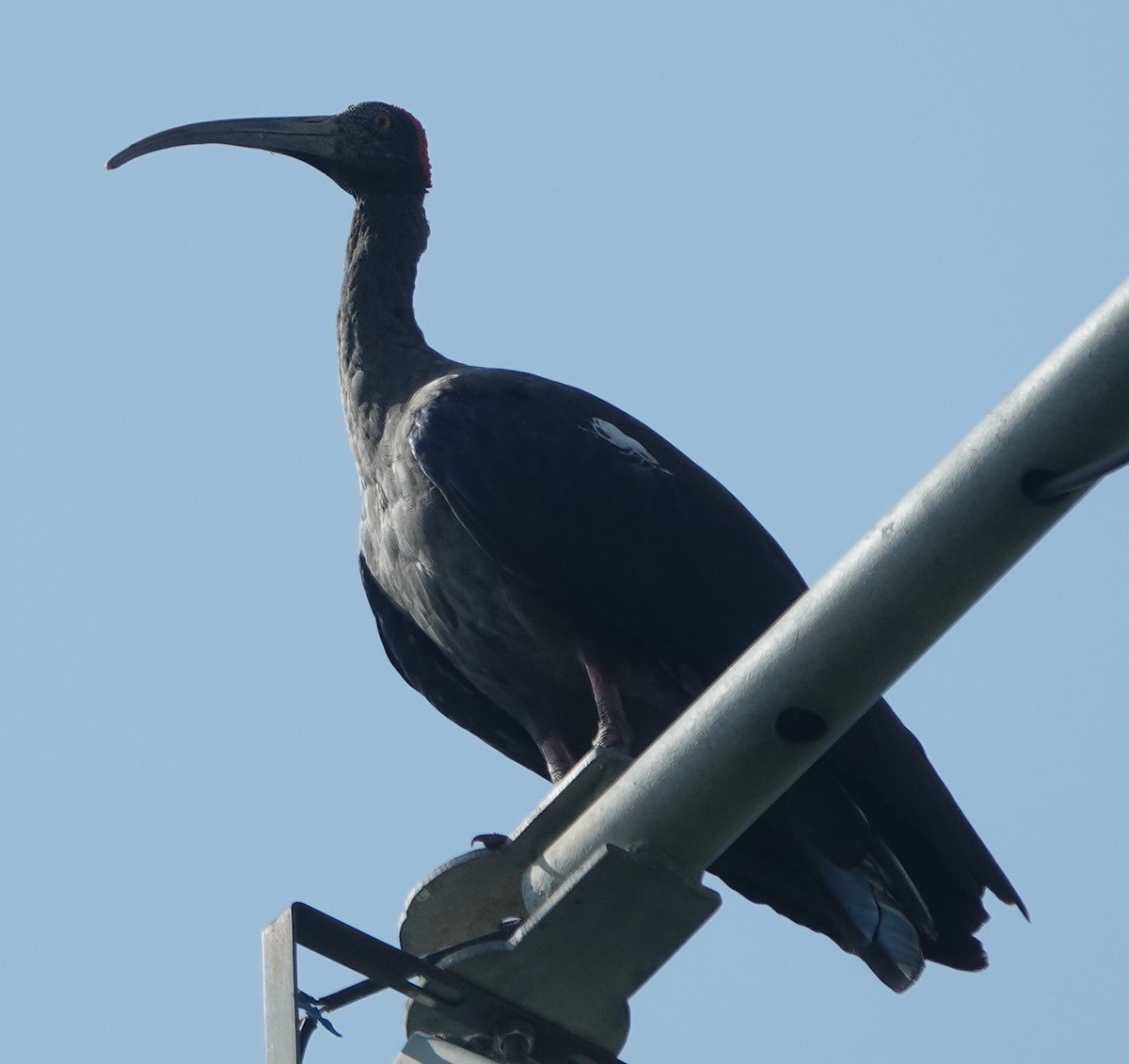 Red-naped Ibis - ML642851119