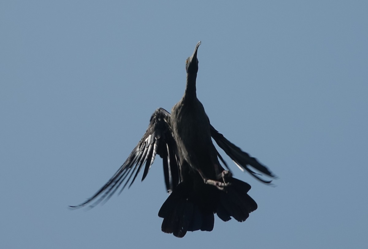 Red-naped Ibis - ML642851120