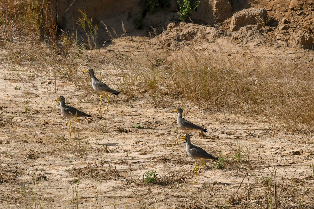 Wattled Lapwing - ML642851121