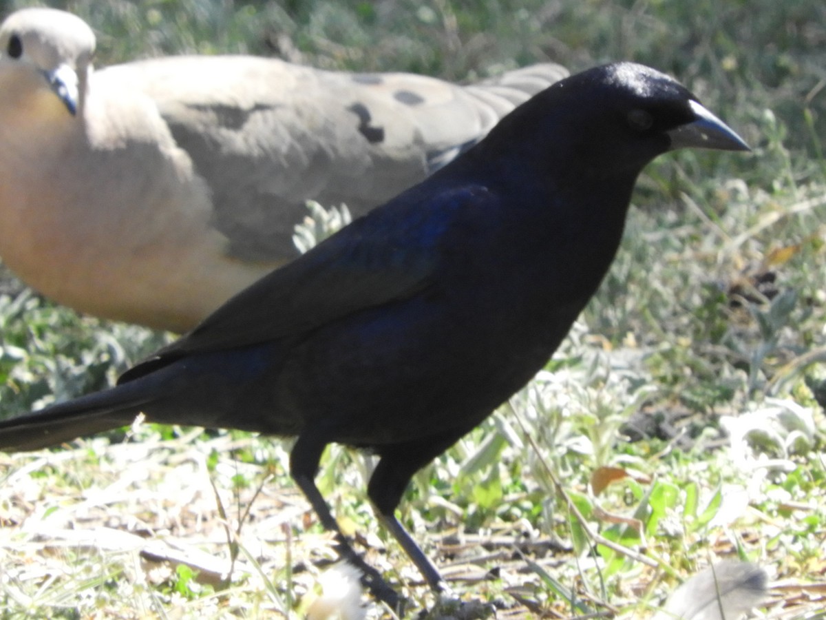 Shiny Cowbird - ML642851143
