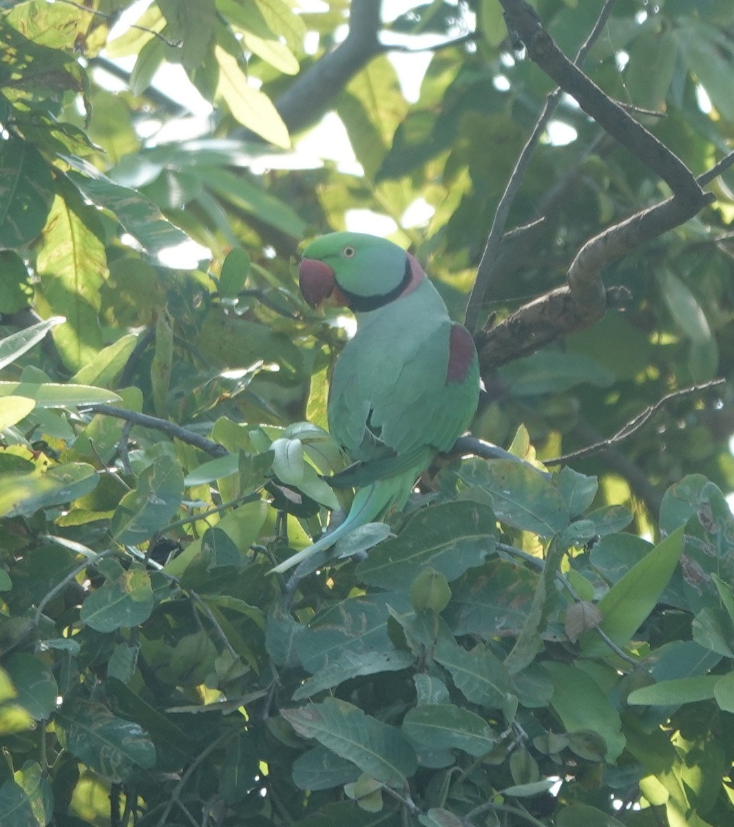 Alexandrine Parakeet - ML642851144