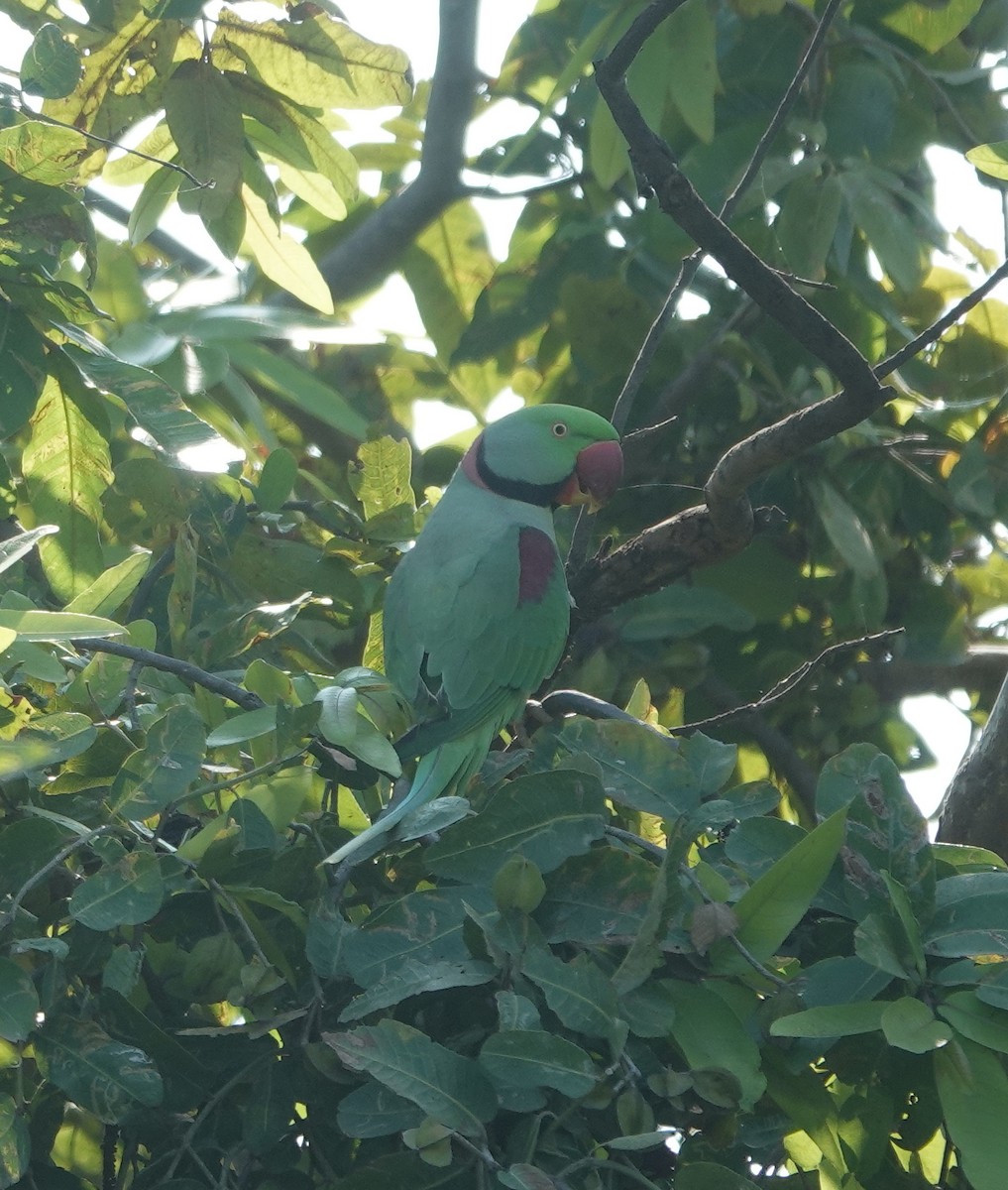 Alexandrine Parakeet - ML642851145