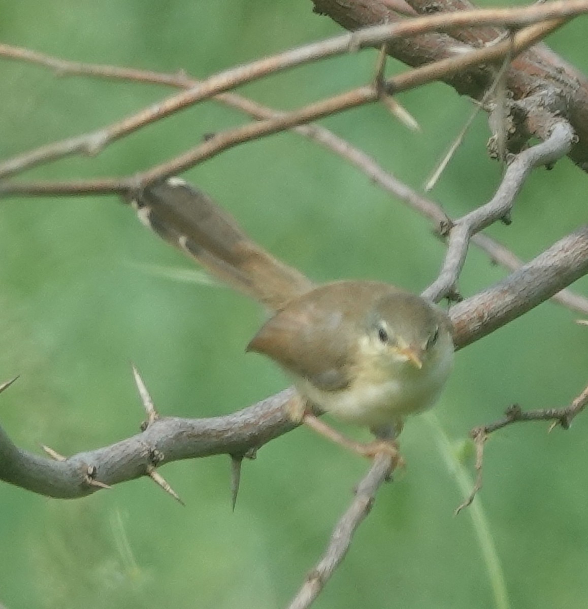Ashy Prinia - ML642851148
