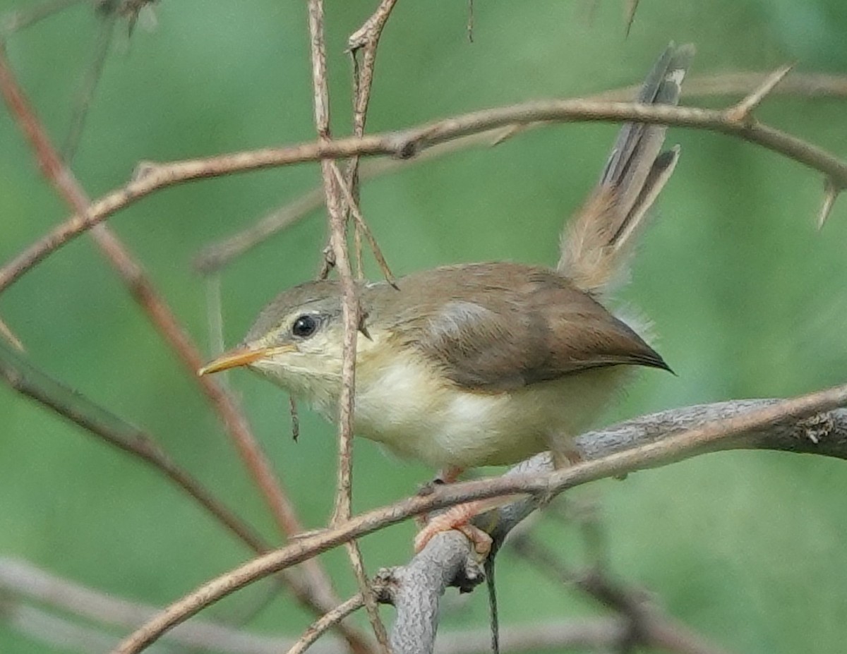 Ashy Prinia - ML642851149
