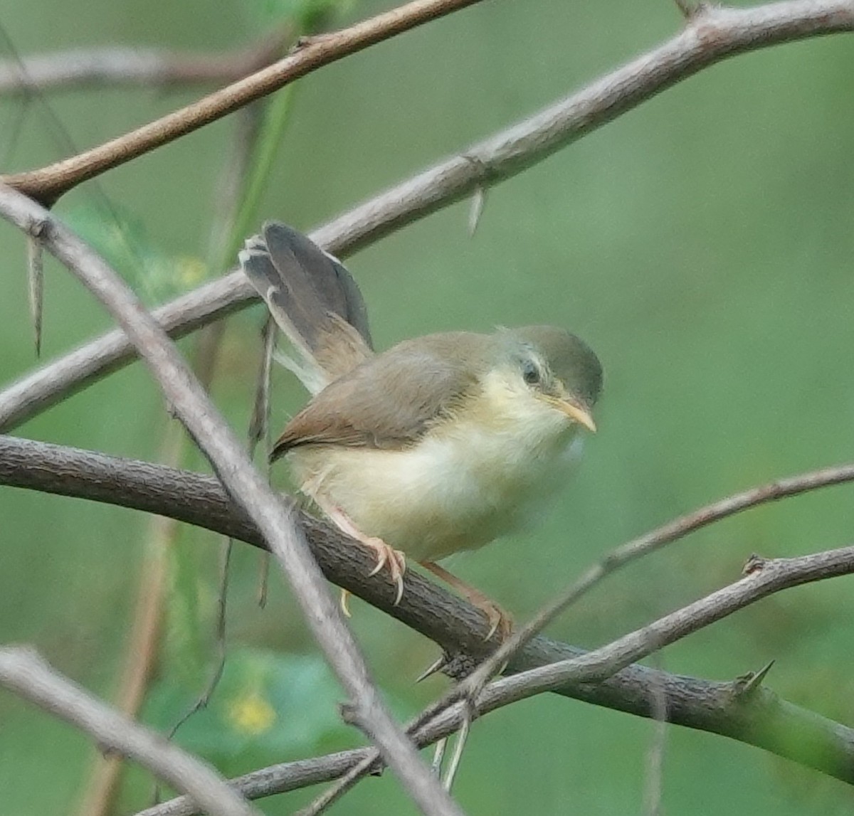 Ashy Prinia - ML642851150