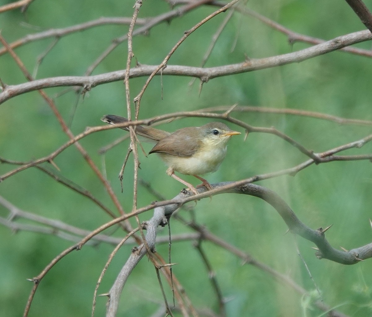 Ashy Prinia - ML642851152