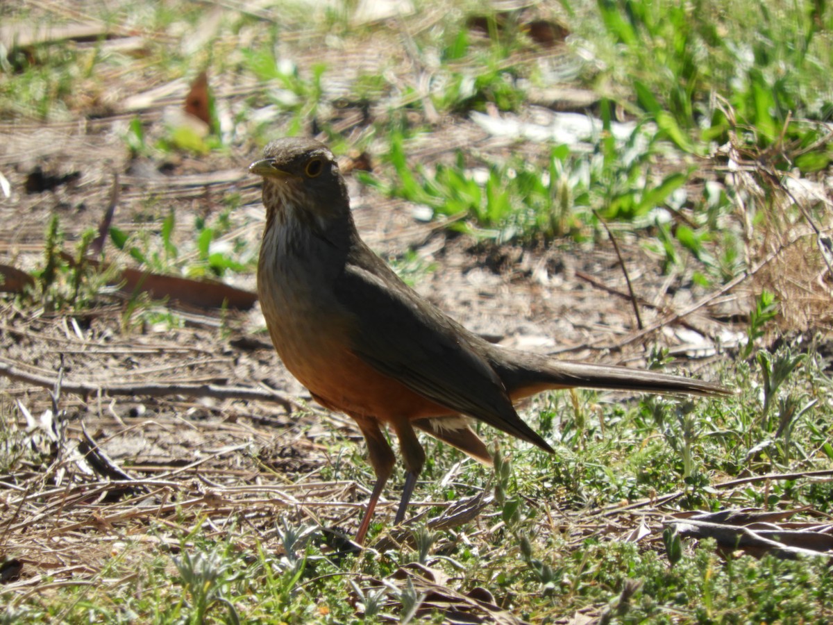 Rufous-bellied Thrush - ML642851153