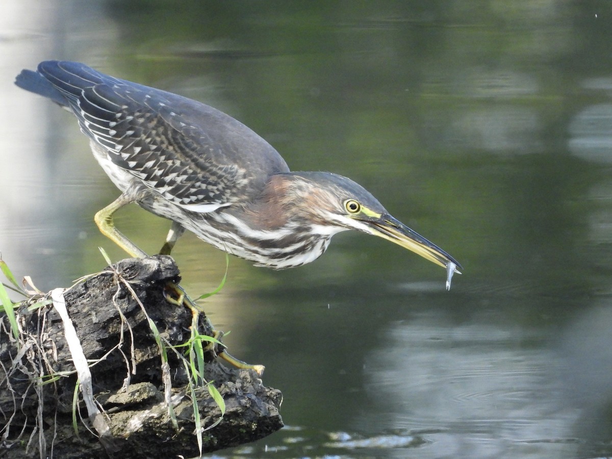 Green Heron - ML642851162