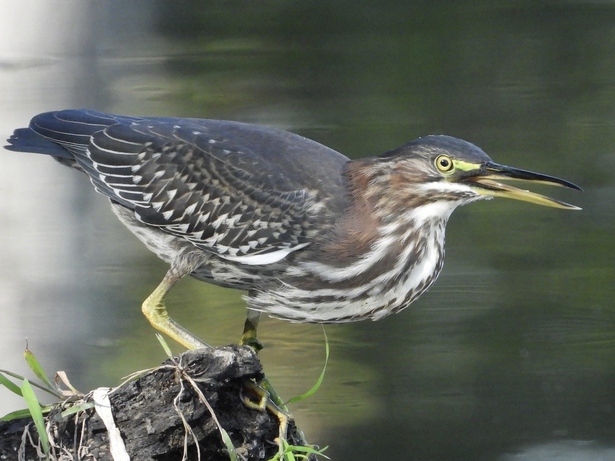 Green Heron - ML642851163