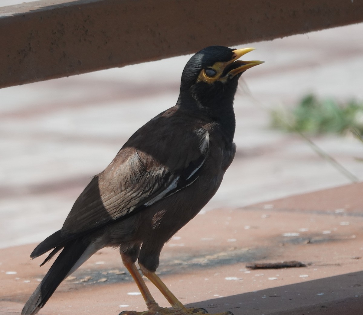 Common Myna - ML642851164