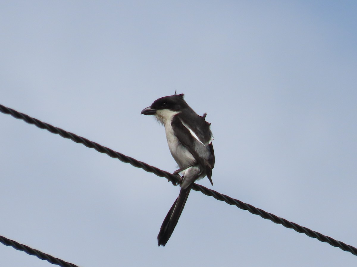 Southern Fiscal - ML642851165