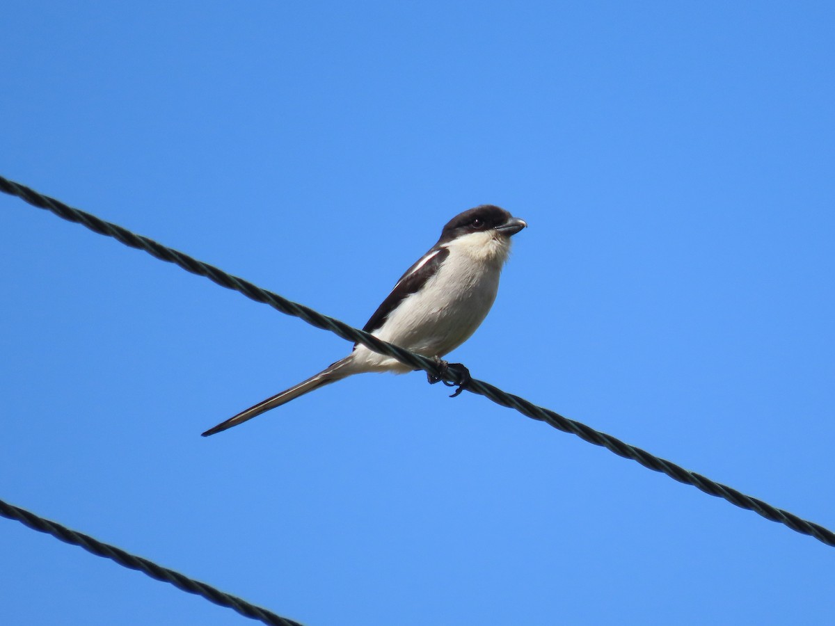 Southern Fiscal - ML642851166