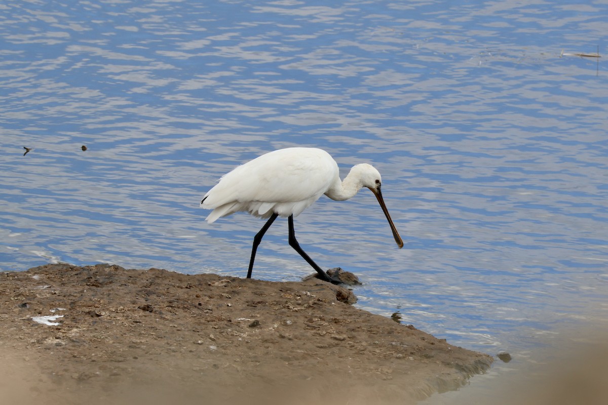 Eurasian Spoonbill - ML642851167