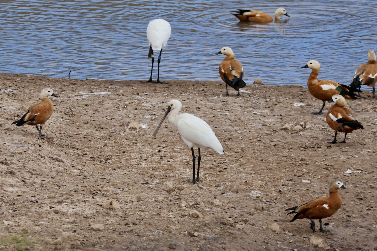 Eurasian Spoonbill - ML642851168