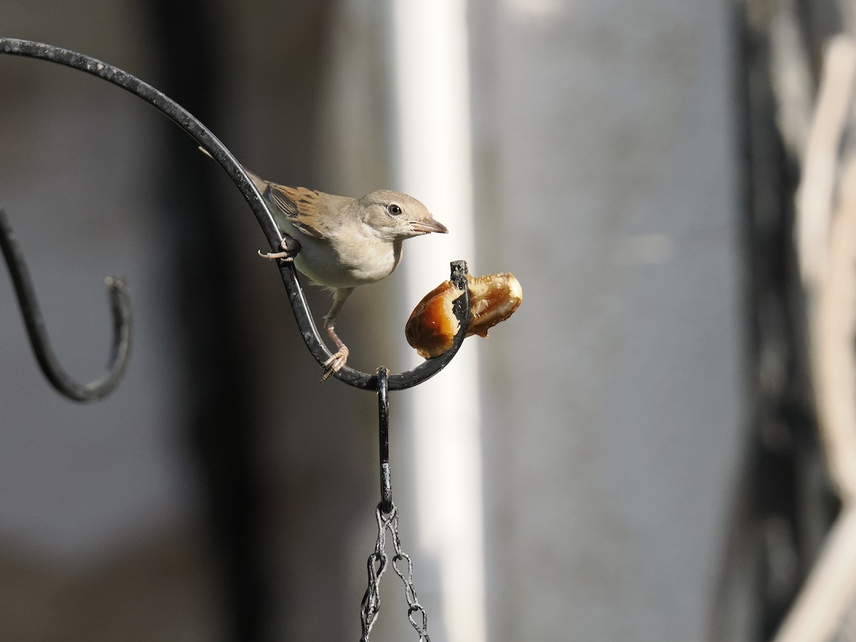 Greater Whitethroat - ML642851169