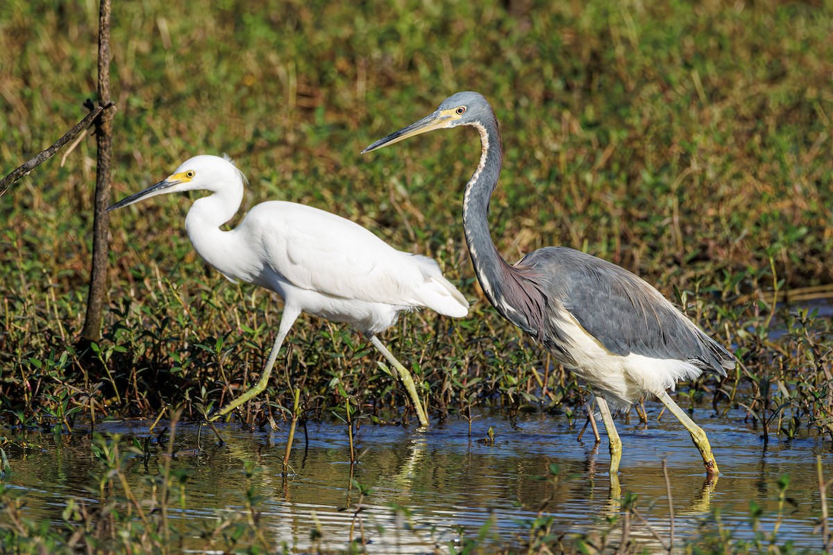 Tricolored Heron - ML642851170
