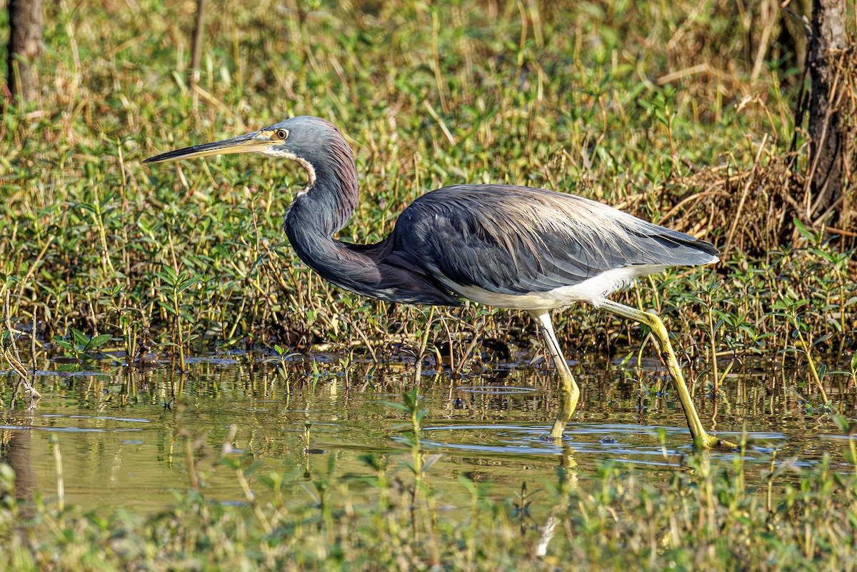 Tricolored Heron - ML642851172