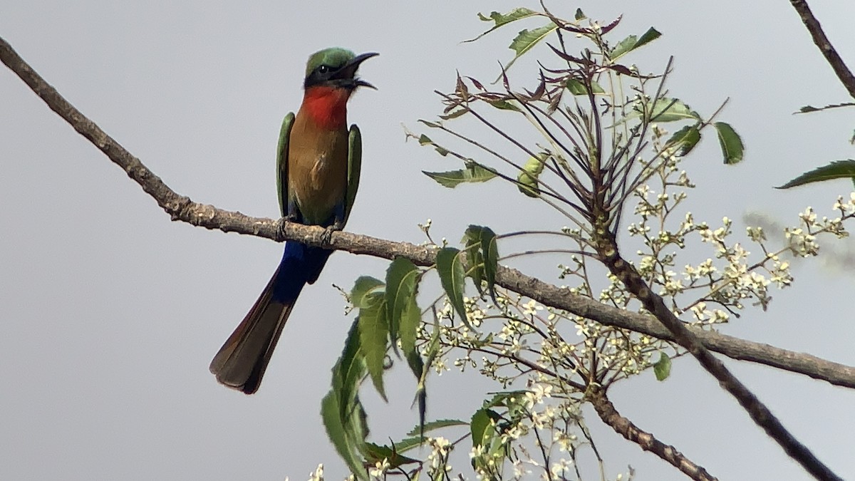 Red-throated Bee-eater - ML642851173