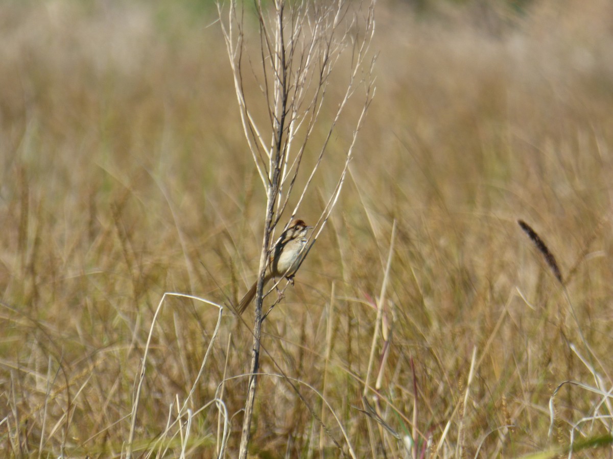 Tawny Grassbird - ML642851176