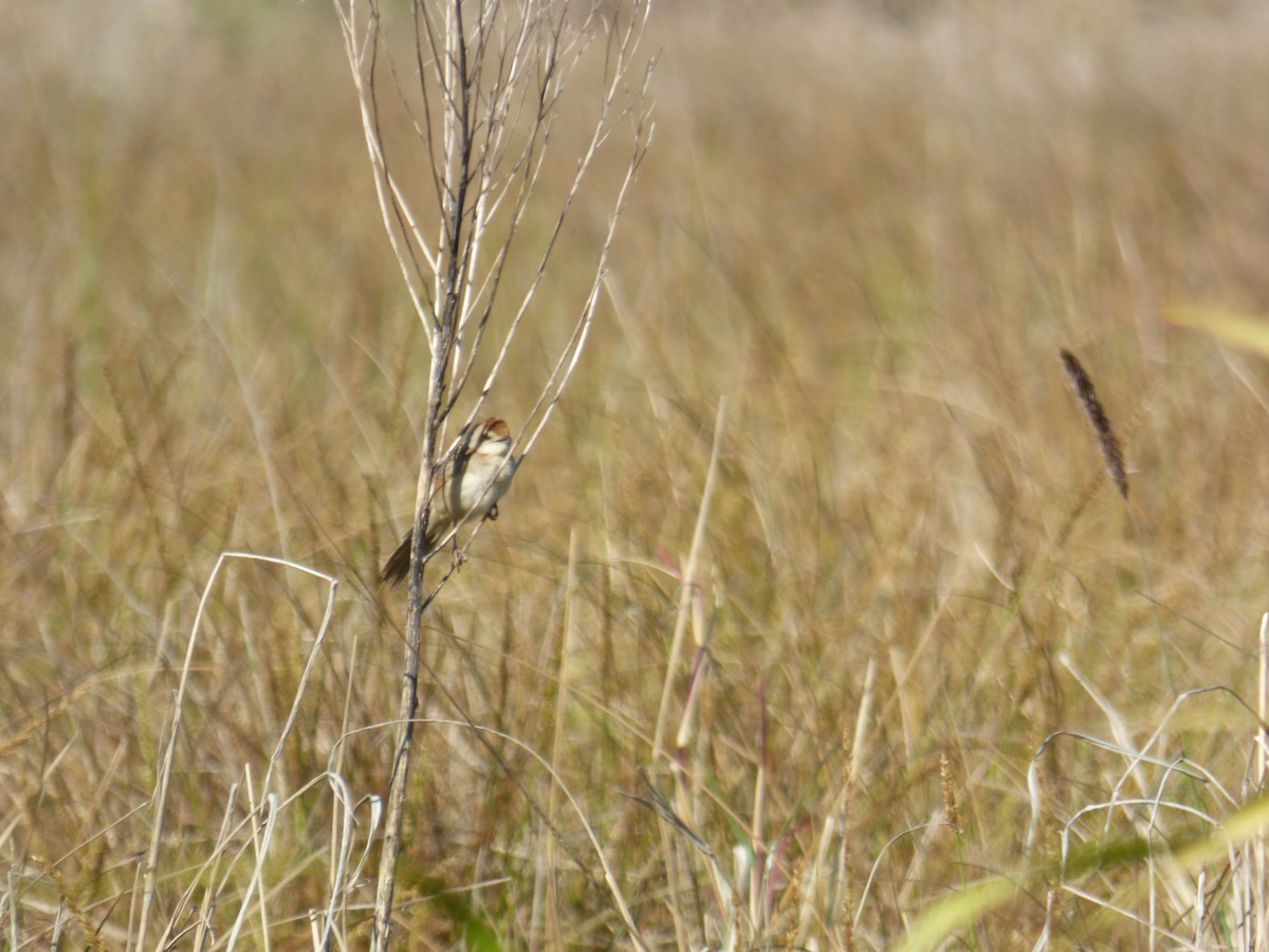 Tawny Grassbird - ML642851177