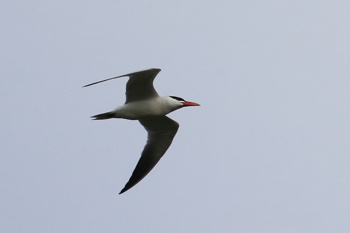 Caspian Tern - ML642851178