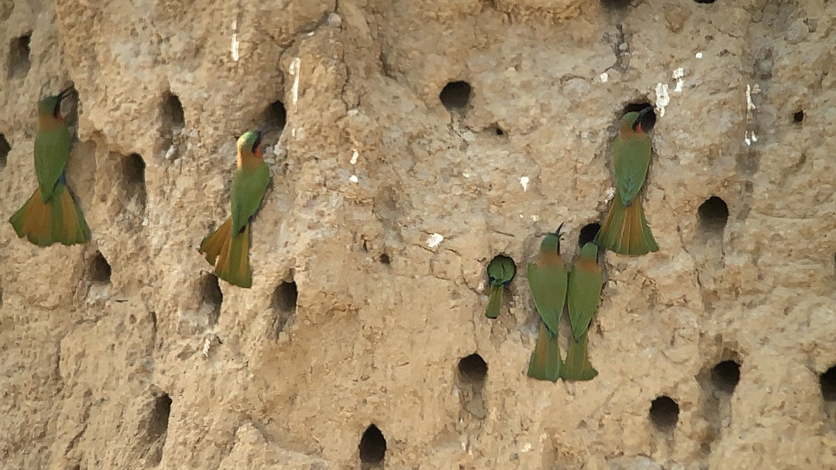 Red-throated Bee-eater - ML642851179