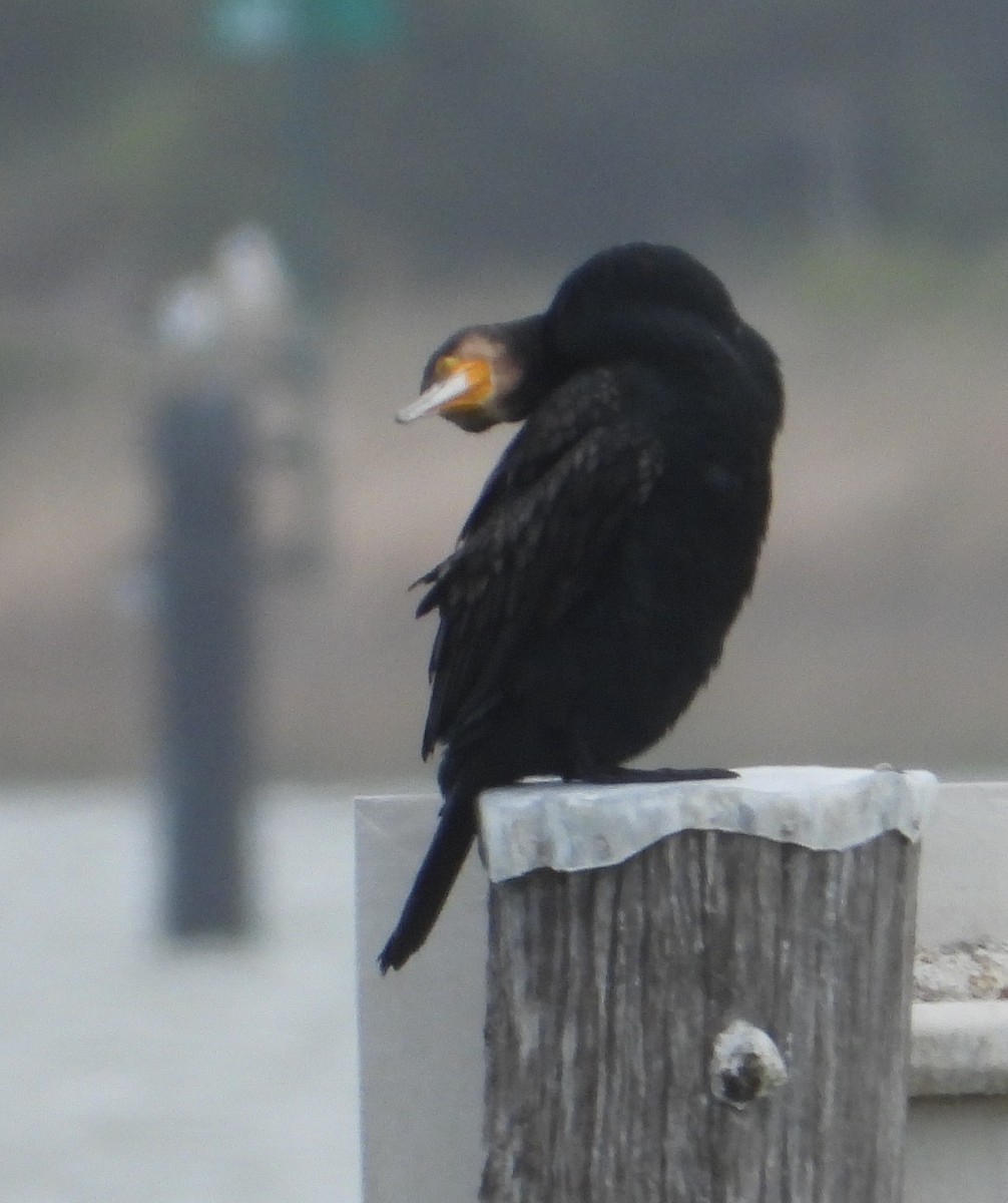 Great Cormorant - ML642851180