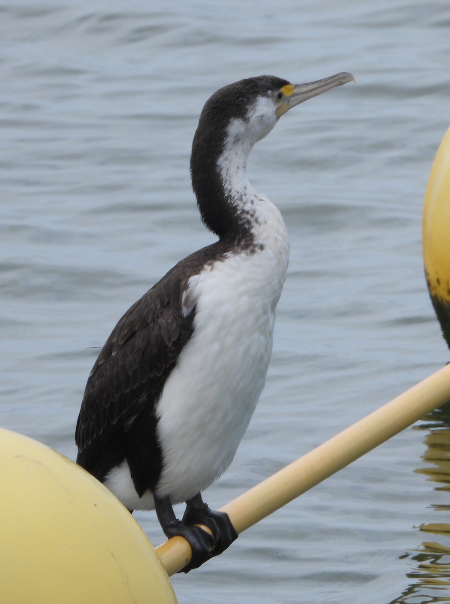 Pied Cormorant - ML642851181
