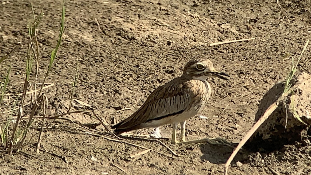 Senegal Thick-knee - ML642851182