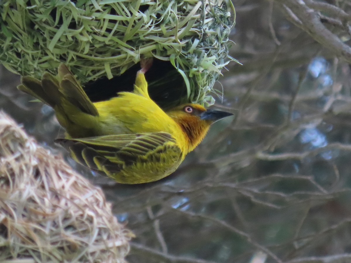 Cape Weaver - ML642851183