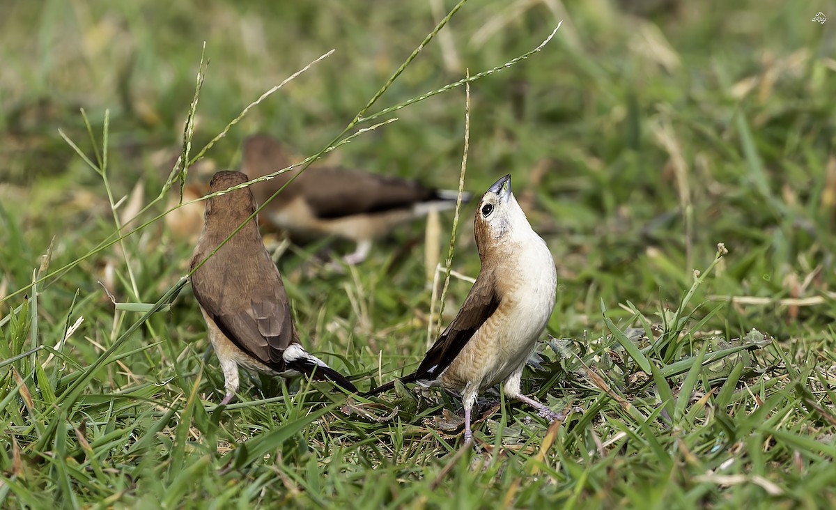 Indian Silverbill - ML642851184