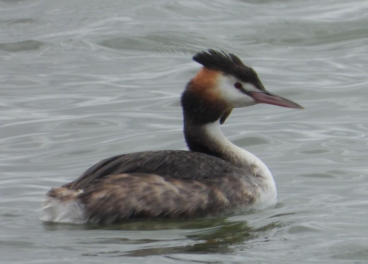 Great Crested Grebe - ML642851185